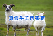 菏泽羊类动物鉴定
